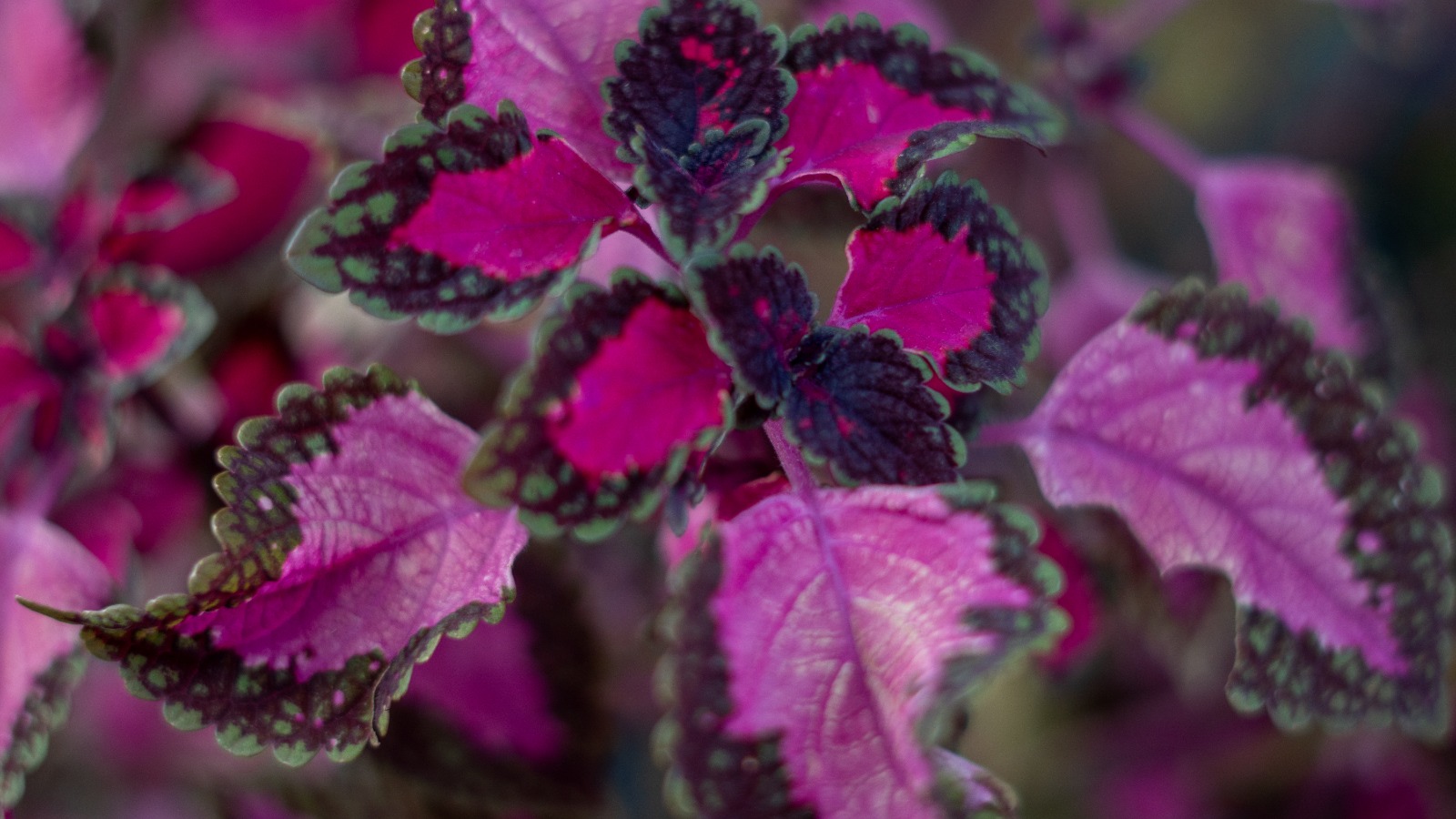 WhatsApp Image 2025 04 30 at 22504 PM 7