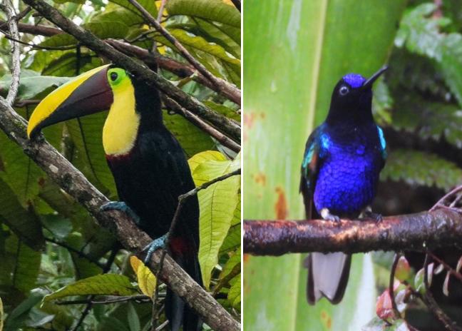 La UTCH, universidad con más registros de aves del Chocó en el mundo, impulsa el futuro del aviturismo en la región