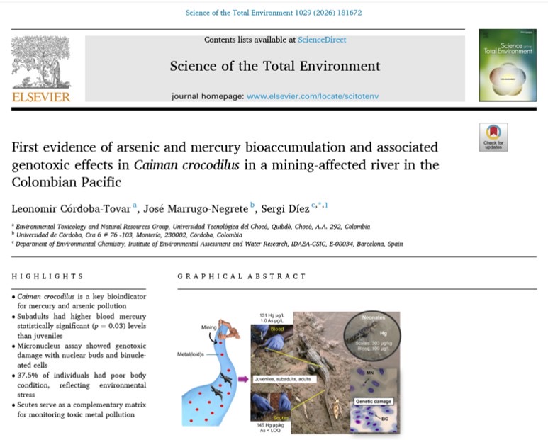 Docente de la UTCH revela efectos de la contaminación por mercurio y arsénico en especies del río Atrato